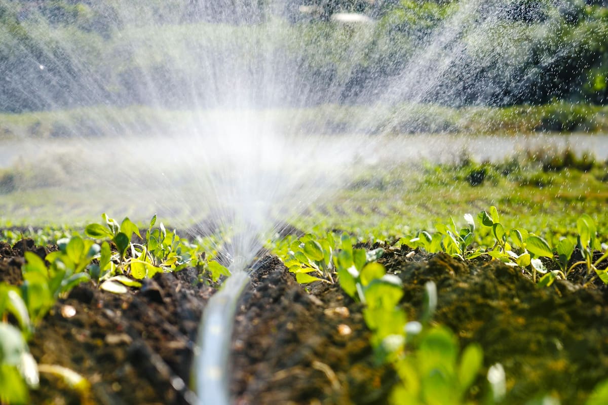 La falta de planificación hídrica destruye la productividad del suelo y la rentabilidad del hato ganadero mucho antes de que llegue la sequía. Frente a la amenaza recurrente del fenómeno de El Niño, prácticas como la cosecha de agua lluvia, la protección de nacimientos y la rotación de potreros dejan de ser medidas de emergencia para convertirse en inversiones estratégicas para el campo.