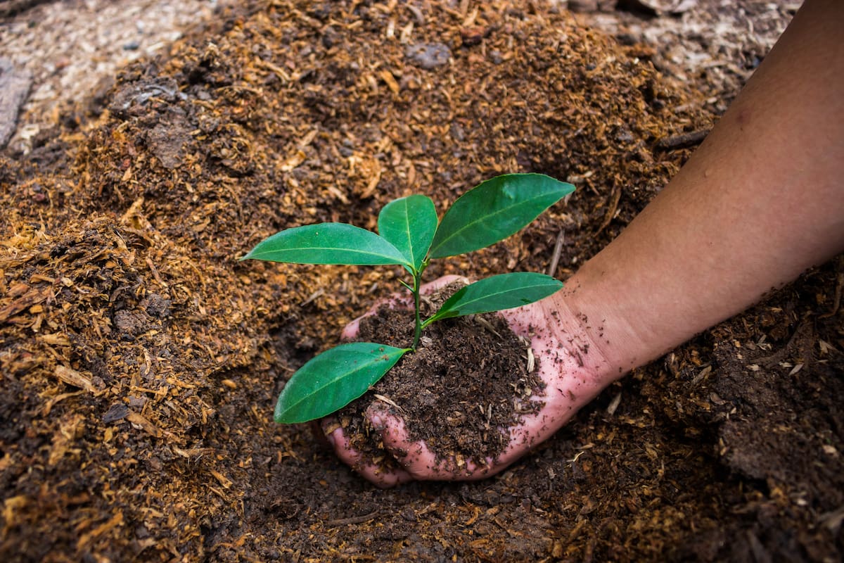 La agricultura enfrenta un desafío que va más allá de producir alimentos: encontrar la manera de aprovechar la tierra sin agotarla. La rotación de cultivos, las coberturas vegetales y el cuidado del suelo hacen parte de una respuesta que pone en el centro los ciclos de la naturaleza.