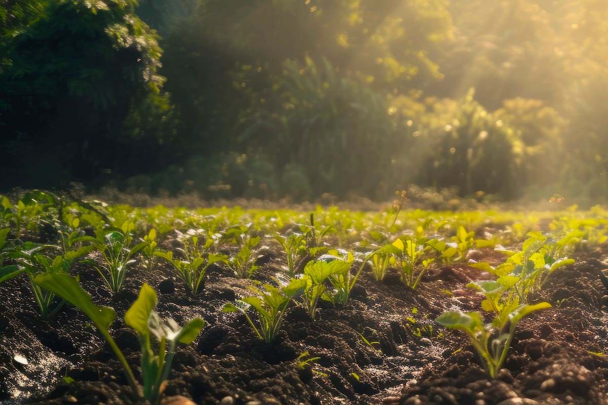 Santander tiene experiencias de producción agroecológica, pero todavía existe una pregunta sin respuesta: ¿qué tan sostenibles son realmente sus fincas? Una metodología de la FAO permite evaluar esa transición con criterios que van mucho más allá del rendimiento de los cultivos.