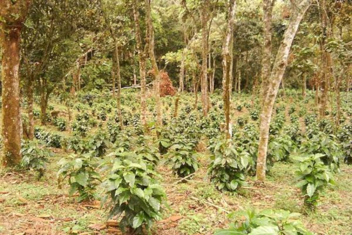 ¿Cómo saber si una finca es realmente agroecológica?