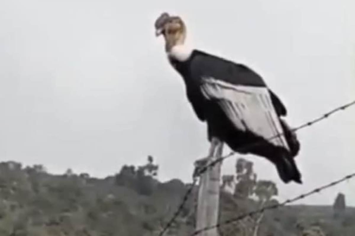 Un deportista tuvo el privilegio de grabar a un Cóndor de los Andes en Puracé, Cauca. Un recordatorio de la majestuosidad de nuestra fauna y la urgencia de proteger los páramos.