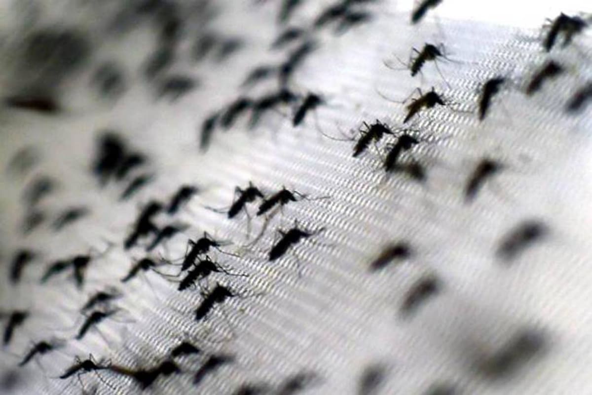 Las autoridades reiteran que con la eliminación y el control de los criaderos del mosquito aedes aegypti disminuyen las posibilidades de que se transmita el dengue. (Foto: Archivo / VANGUARDIA LIBERAL)