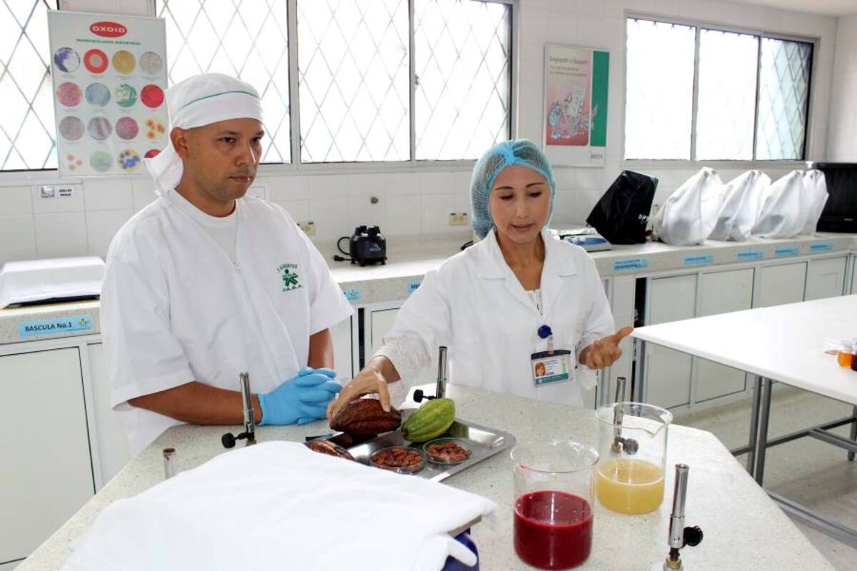 Con este trabajo se aprovecha la cáscara de cacao y su contenido de pectina, para la preparación de mermeladas de tipo comercial y mermeladas sugar Free. (Foto: Suministrada/ VANGUARDIA LIBERAL)