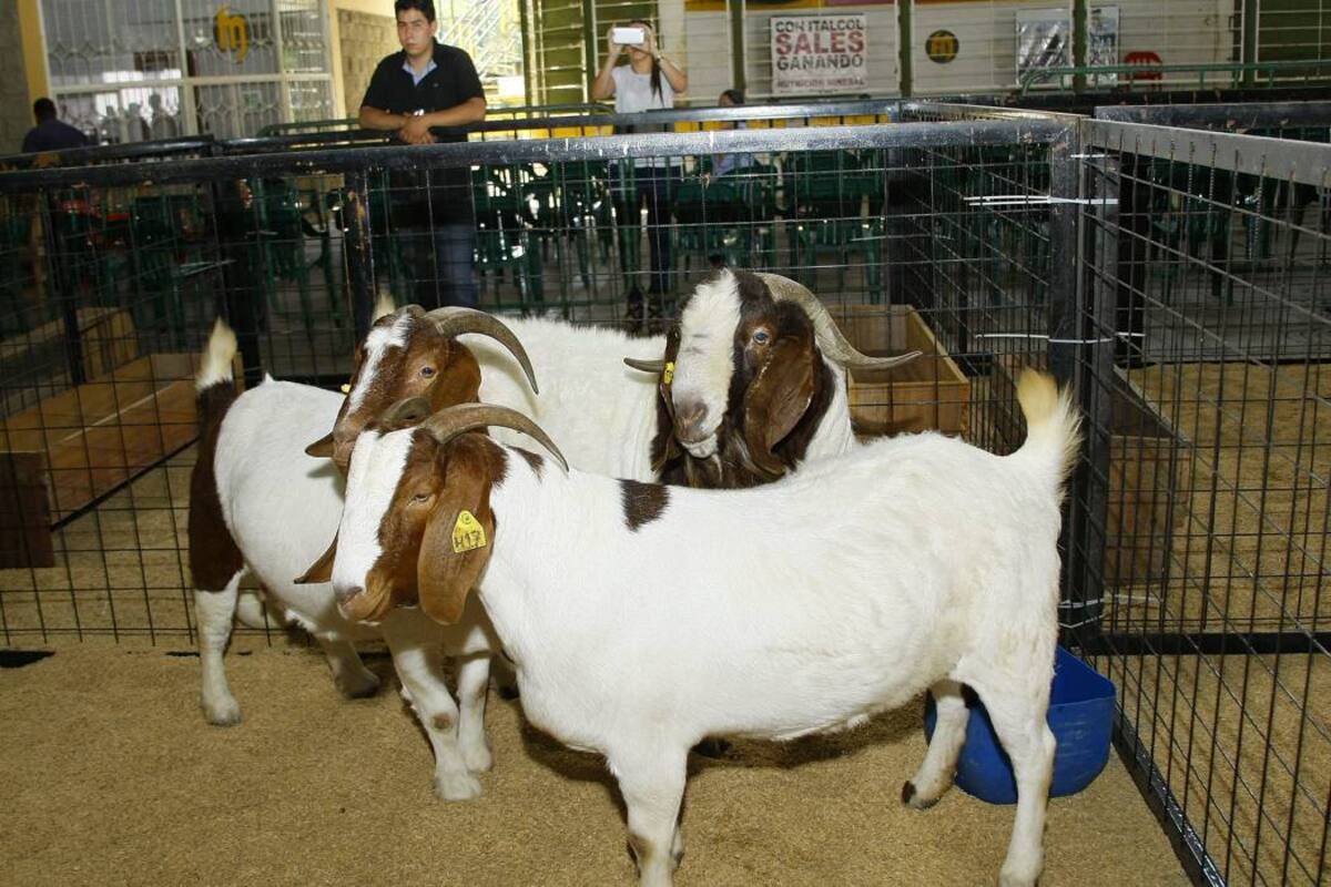 Santander, La Guajira, Valle del Cauca, Cesar, Córdoba y Boyacá son los departamentos donde se tienen los mayores criaderos de ovinos del país. (Foto: Archivo/VANGUARDIA LIBERAL )