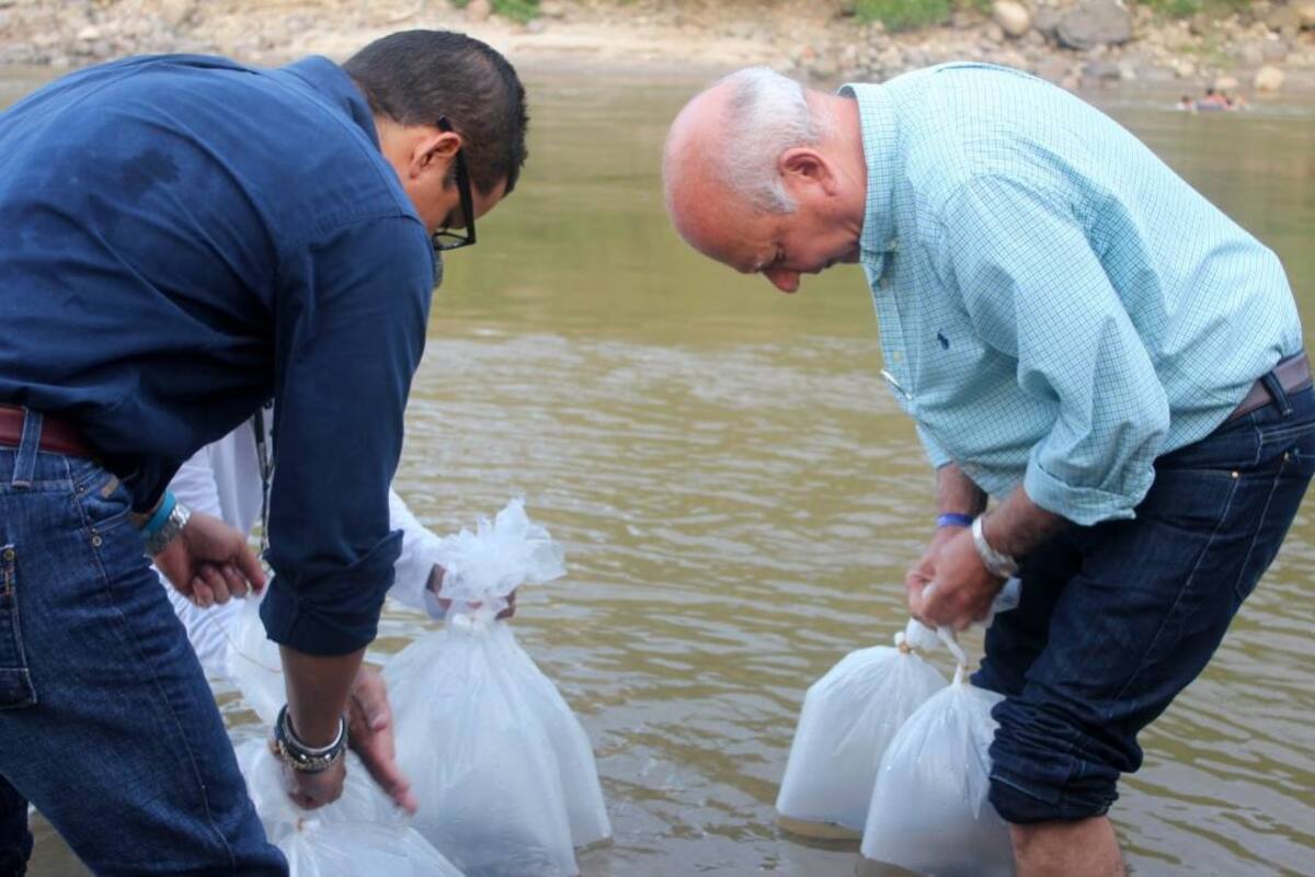 Esta siembra de bocachicos se enmarca en el programa de repoblamiento ictiológico que emprendió Cormagdalena, y que llevará a la siembra de 40 millones de alevinos en el 2016. (Foto: Suministrada/VANGUARDIA LIBERAL)