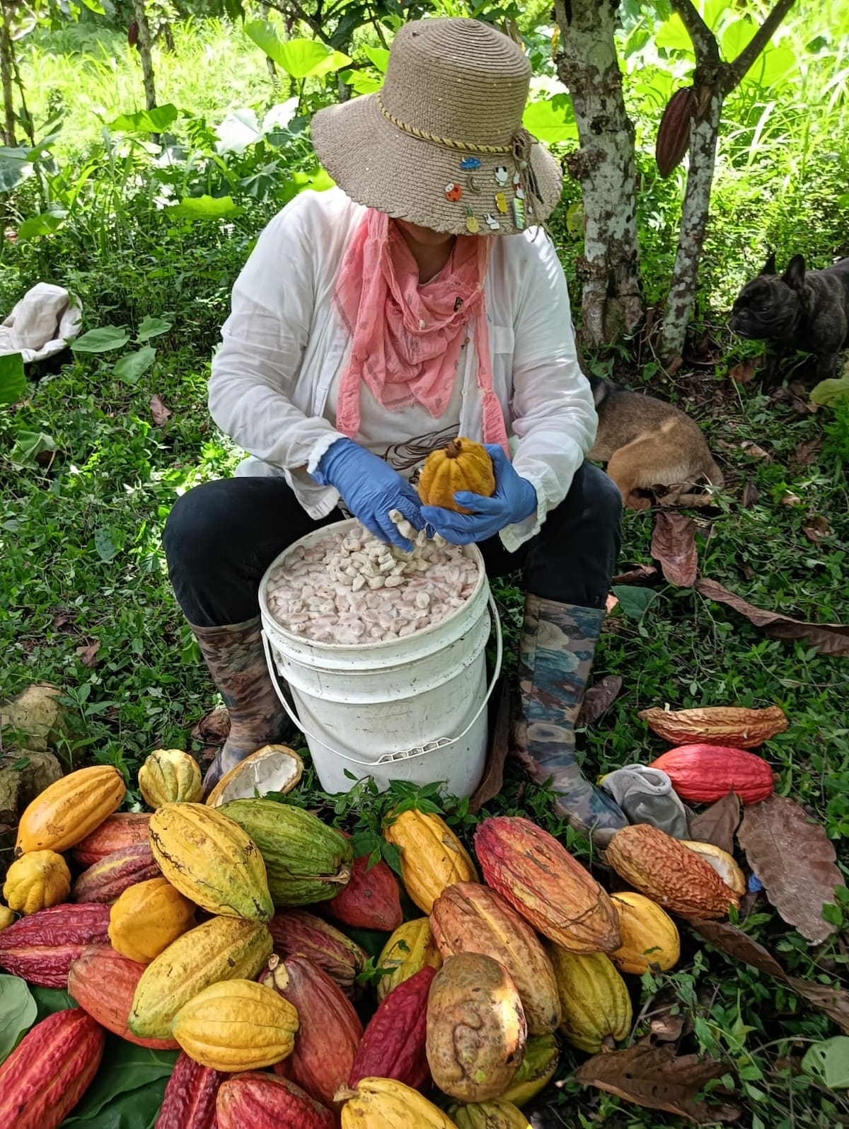 Suministrada/Vanguardia