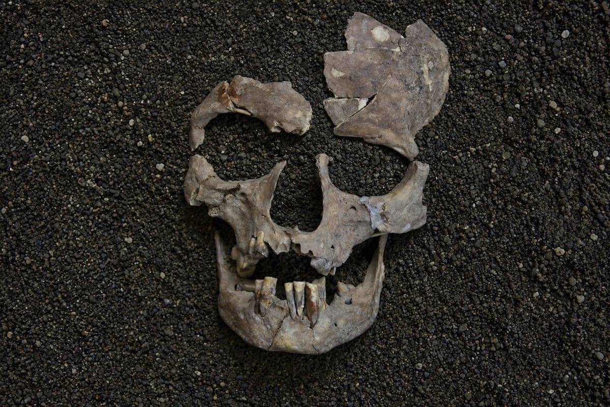 Los humanos antiguos ya se drogaban con nuez de betel hace 25.000 años.