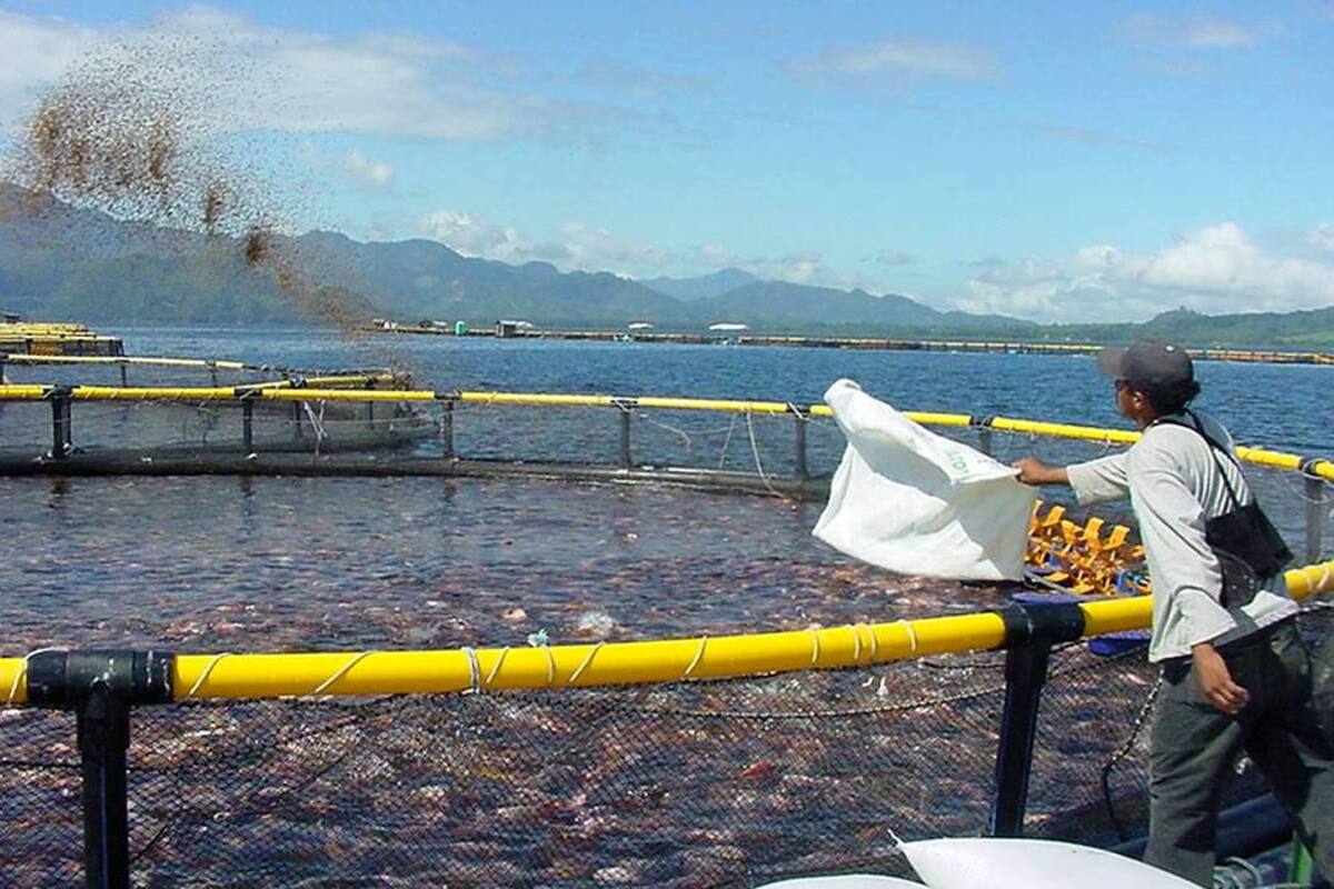 Para el 2030, las exportaciones de pescado proyectadas de la región aumentarán un 29%, y llegarían a 5.1 millones de toneladas. (Foto: Archivo / VANGUARDIA LIBERAL)