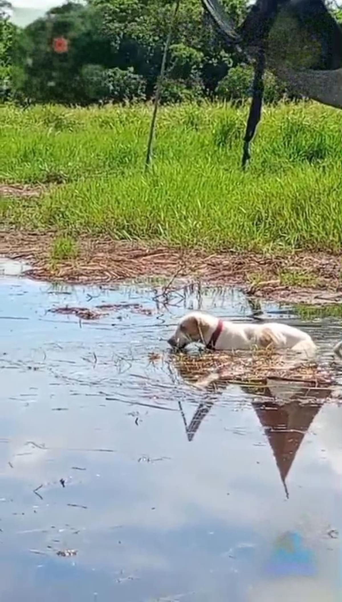 Integrantes de Fedepesan realizaron un monitoreo comunitario en la ciénaga Los Mangos, en la vereda Cuatro Bocas, donde denunciaron presunta contaminación por hidrocarburos.
Suministrada/Vanguardia