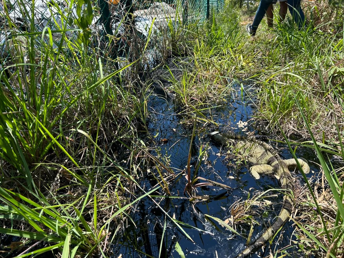 Habitantes de Campo Galán alertaron por posibles afectaciones ambientales relacionadas con la actividad de una planta de asfalto cercana al río Magdalena.
Suministrada/Vanguardia