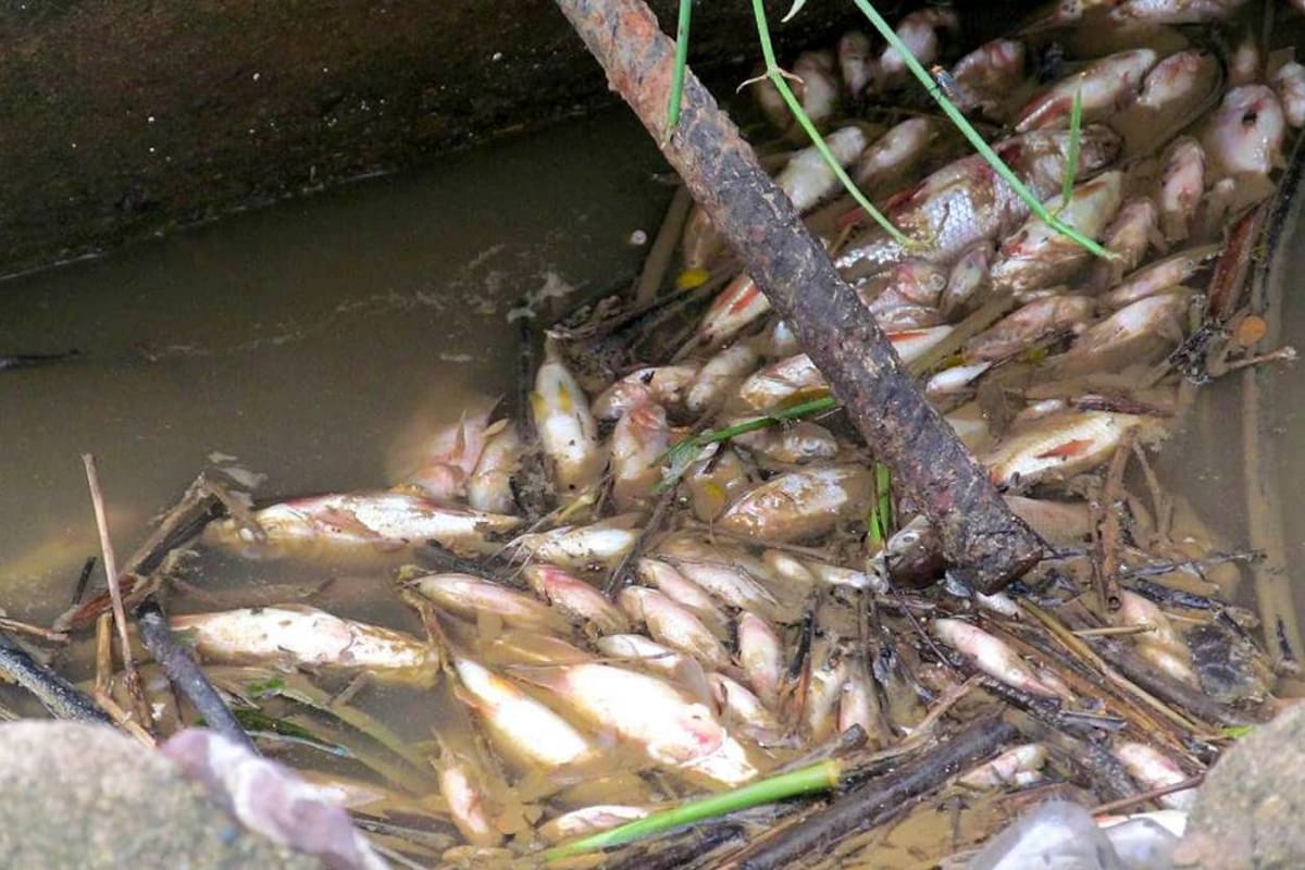 Pobladores de Sabana de Torres y Rionegro (Santander) reportaron este fin de semana una nueva mortandad de peces en el río Lebrija. Denunciaron la contaminación que las aguas residuales de Bucaramanga, que no son tratadas adecuadamente, está generando al ecosistema. (Foto: Suministrada / VANGUARDIA LIBERAL)