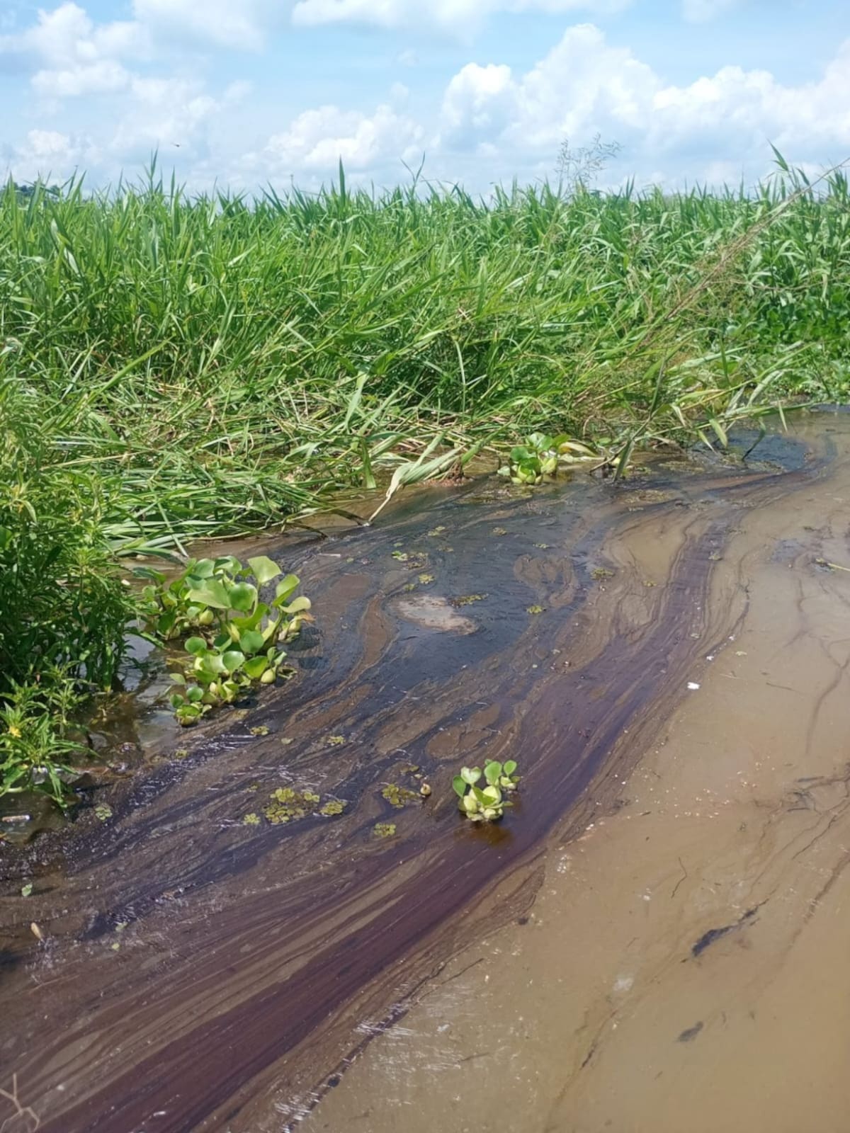Pescadores y autoridades ambientales realizaron recorridos en la ciénaga El Llanito tras la presencia de hidrocarburos e iridiscencias en el cuerpo de agua.
Suministrada/Vanguardia