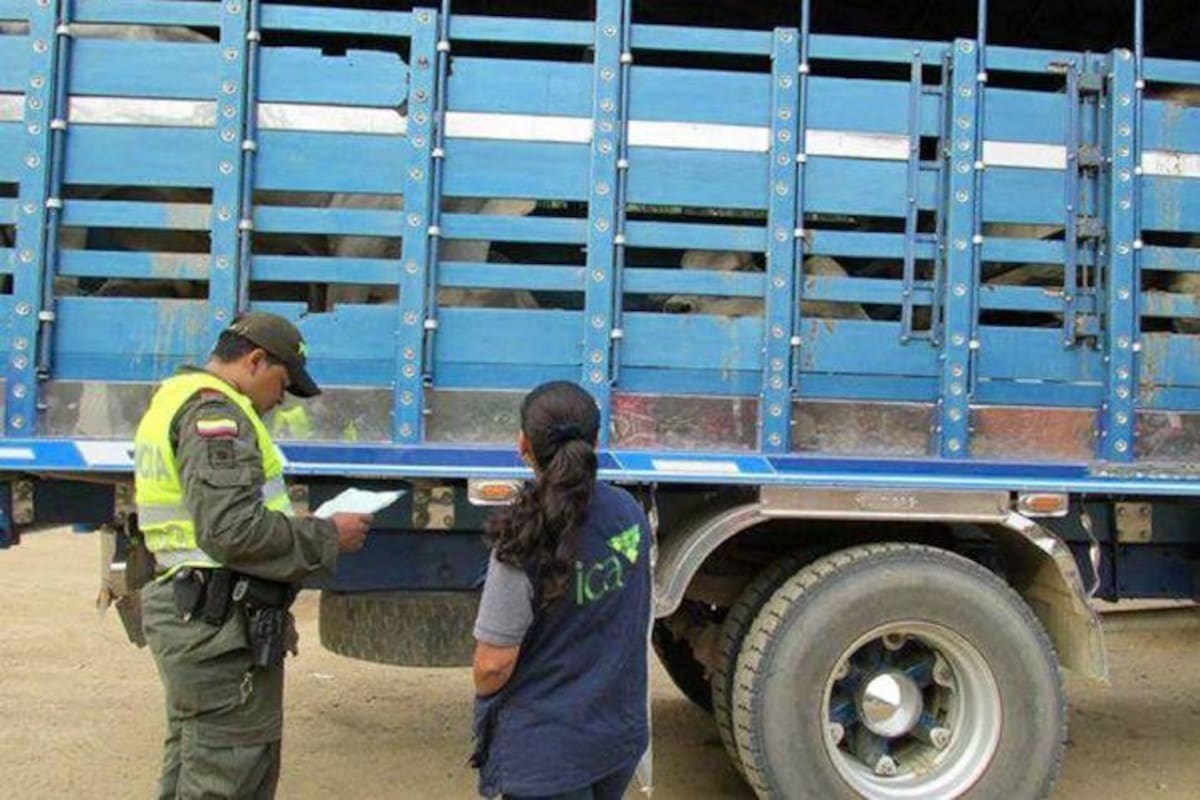 El contrabando de ganado de Venezuela es el principal flagelo que amenaza el estatus sanitario del país, porque no hay control de la aftosa.
