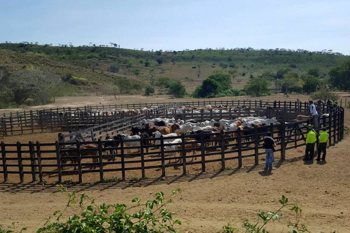 Los últimos cinco focos de fiebre aftosa que se han presentado en el territorio nacional desde septiembre de 2017, están asociados al contrabando de animales desde Venezuela, país endémico de esa enfermedad y la mayor amenaza al estatus sanitario del país. (Foto: Archivo/VANGUARDIA LIBERAL)