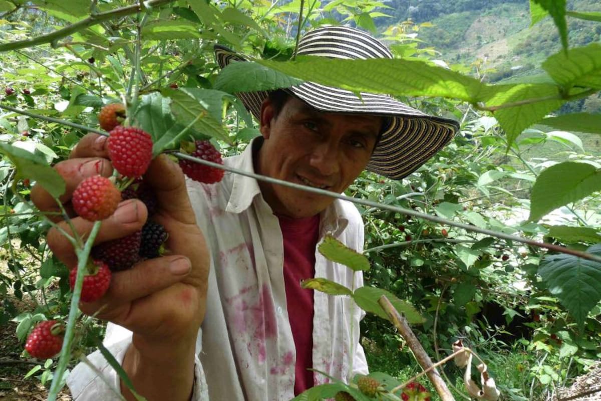 Cadena productiva de la mora en Piedecuesta (Foto: Archivo / VANGUARDIA LIBERAL )
