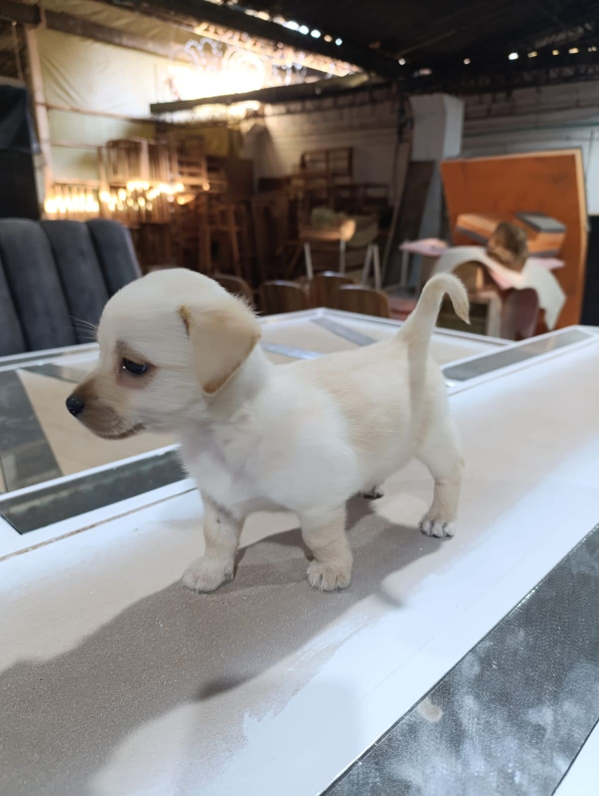 Un video grabado de forma espontánea se convirtió en tendencia en TikTok tras mostrar el rescate de un cachorro abandonado en Bucaramanga. La historia de Copito, como fue bautizado el animal, ha despertado una ola de reacciones y ha puesto nuevamente sobre la mesa el problema del abandono de mascotas.