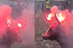 Corralejas en Sabanalarga: denuncian que prendieron fuego a los cuernos de un toro