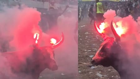 Corralejas en Sabanalarga: denuncian que prendieron fuego a los cuernos de un toro