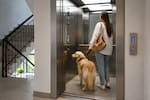 La Corte prohíbe a los conjuntos residenciales impedir el uso de ascensores a las mascotas