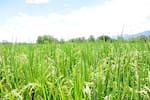 Llegó el uso de la inteligencia artificial al cultivo del arroz