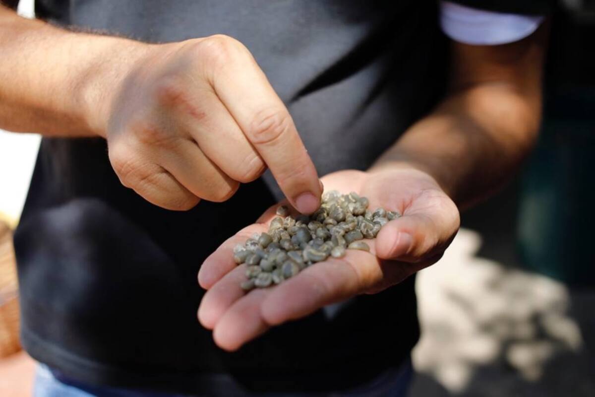 Según la Federación, los agricultores deben ser muy cautelosos y deben permanecer preparados porque la inestabilidad del commodity podría llegar en cualquier momento. (Foto: Archivo/VANGUARDIA LIBERAL)