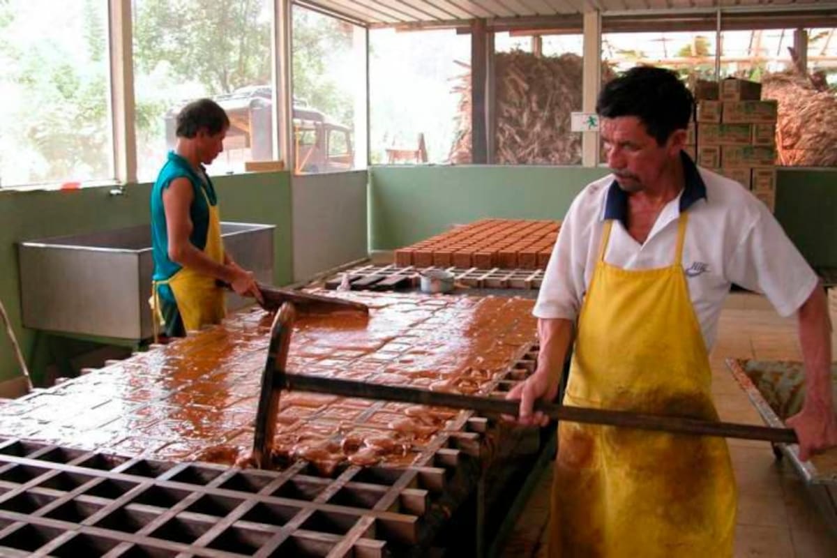 Productores de panela de Santander en crisis por bajos precios.