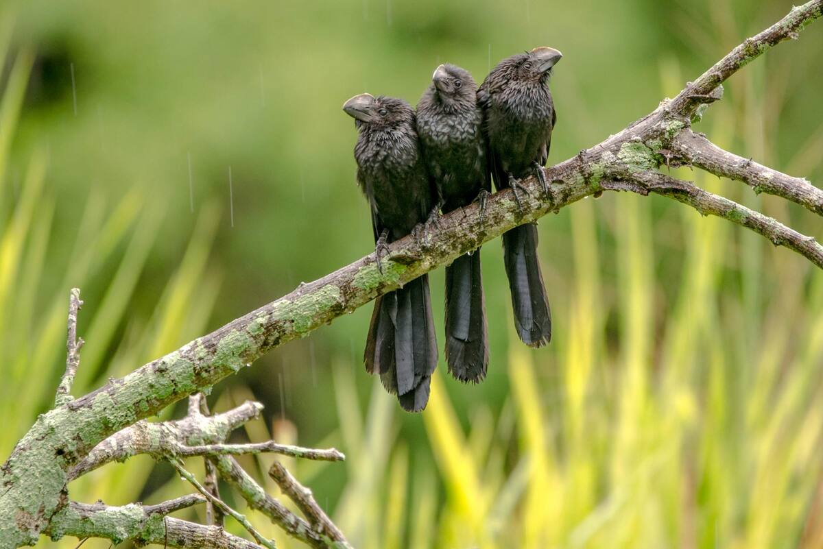 Aves que logran observarse en Bucaramanga. Mauricio Olaya