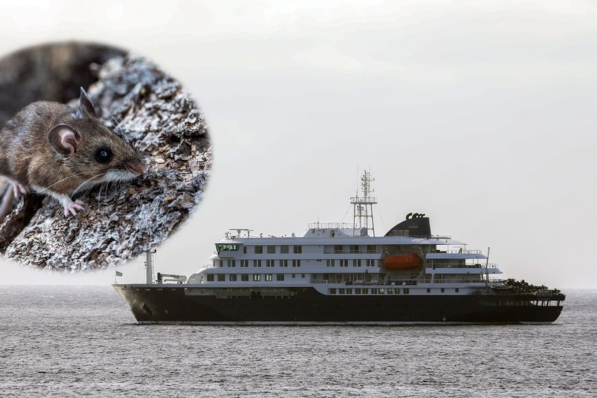 La OMS elevó la alerta tras detectar 11 casos positivos vinculados al crucero MV Hondius.
