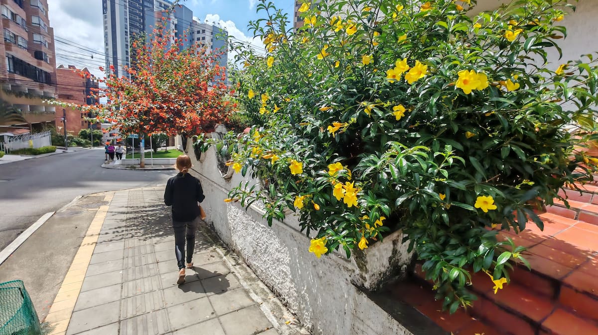 ¿Cuáles son las plantas ideales para decorar balcones y terrazas en Bucaramanga?