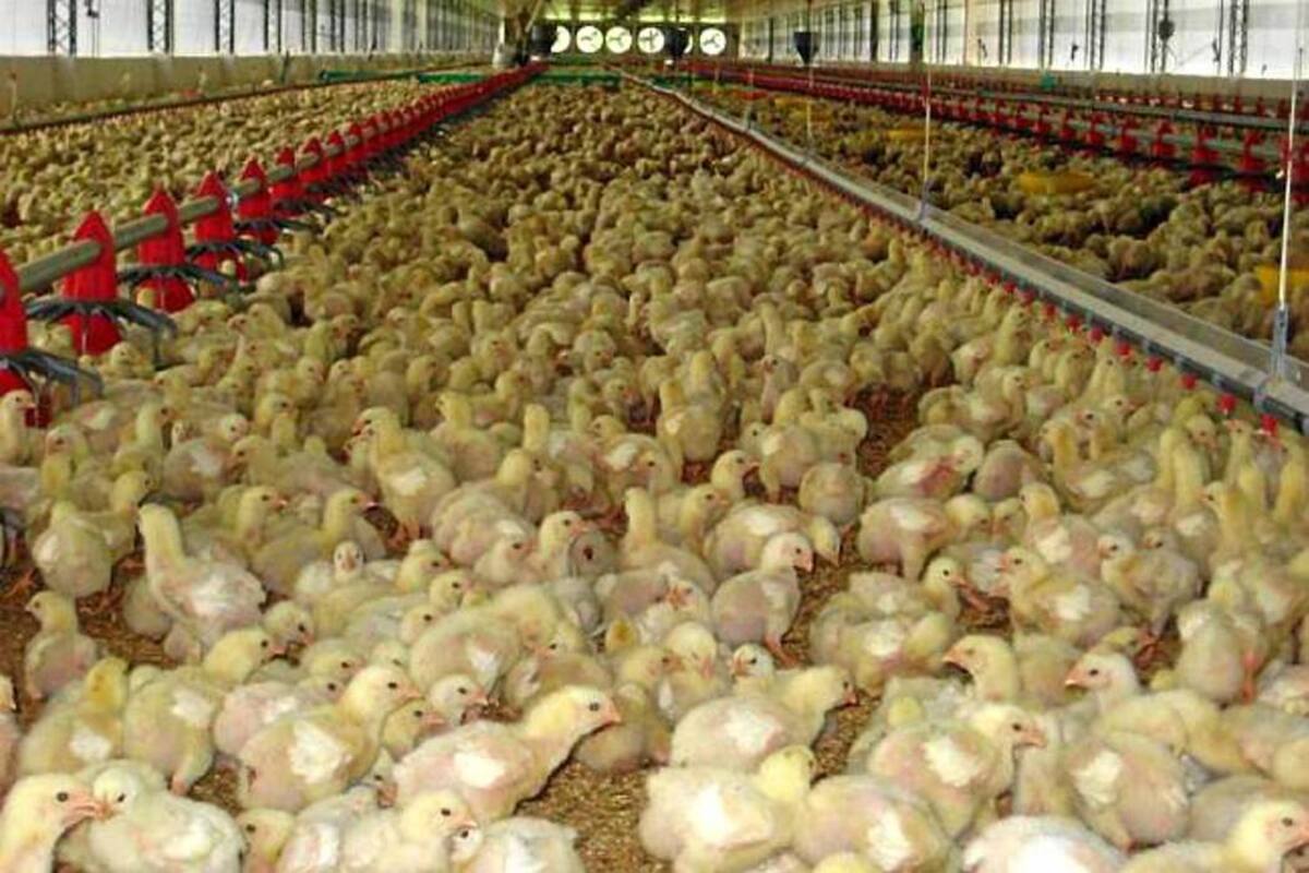 Fenavi no ve la lógica de gravar los productos de la canasta familiar. (Foto: Archivo/VANGUARDIA LIBERAL)