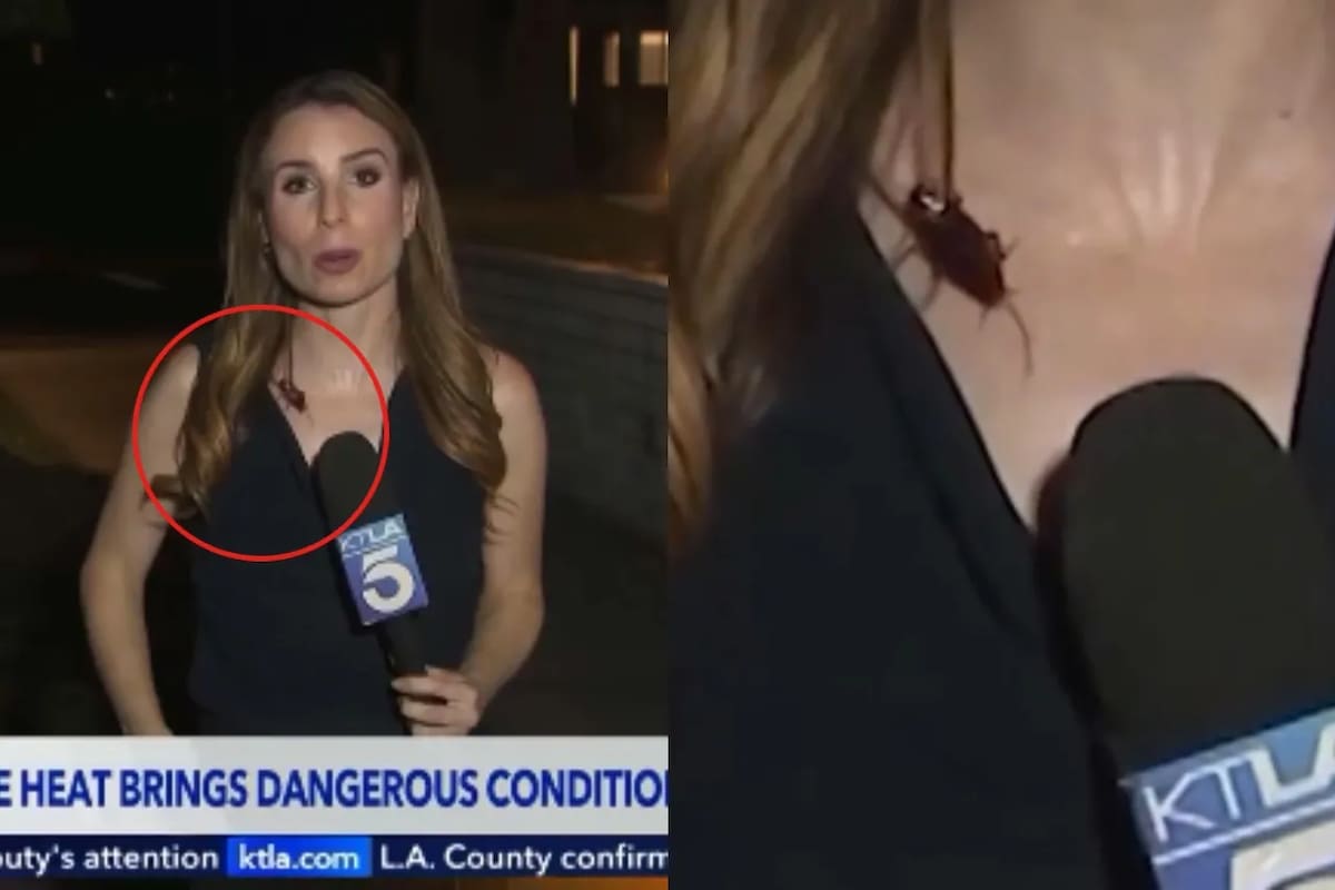 Una reportera es una verdadera profesional cubriendo en cámara la ola de calor con una cucaracha gigante, también conocida como “palmetto bug”, trepando por ella. No se inmutó ni un milímetro.