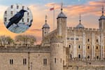 Con muerte del tercer cuervo de Torre de Londres revive profecía: ¿El fin de la corona británica?