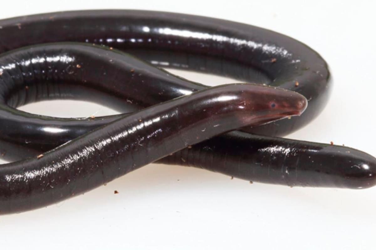 La extraña ‘culebra ciega’ recién descubierta en Santander (Fotos tomadas del artículo A new species of Caecilia (Gymnophiona, Caeciliidae) from the Magdalena valley region of Colombia, publicado en ZooKeys)