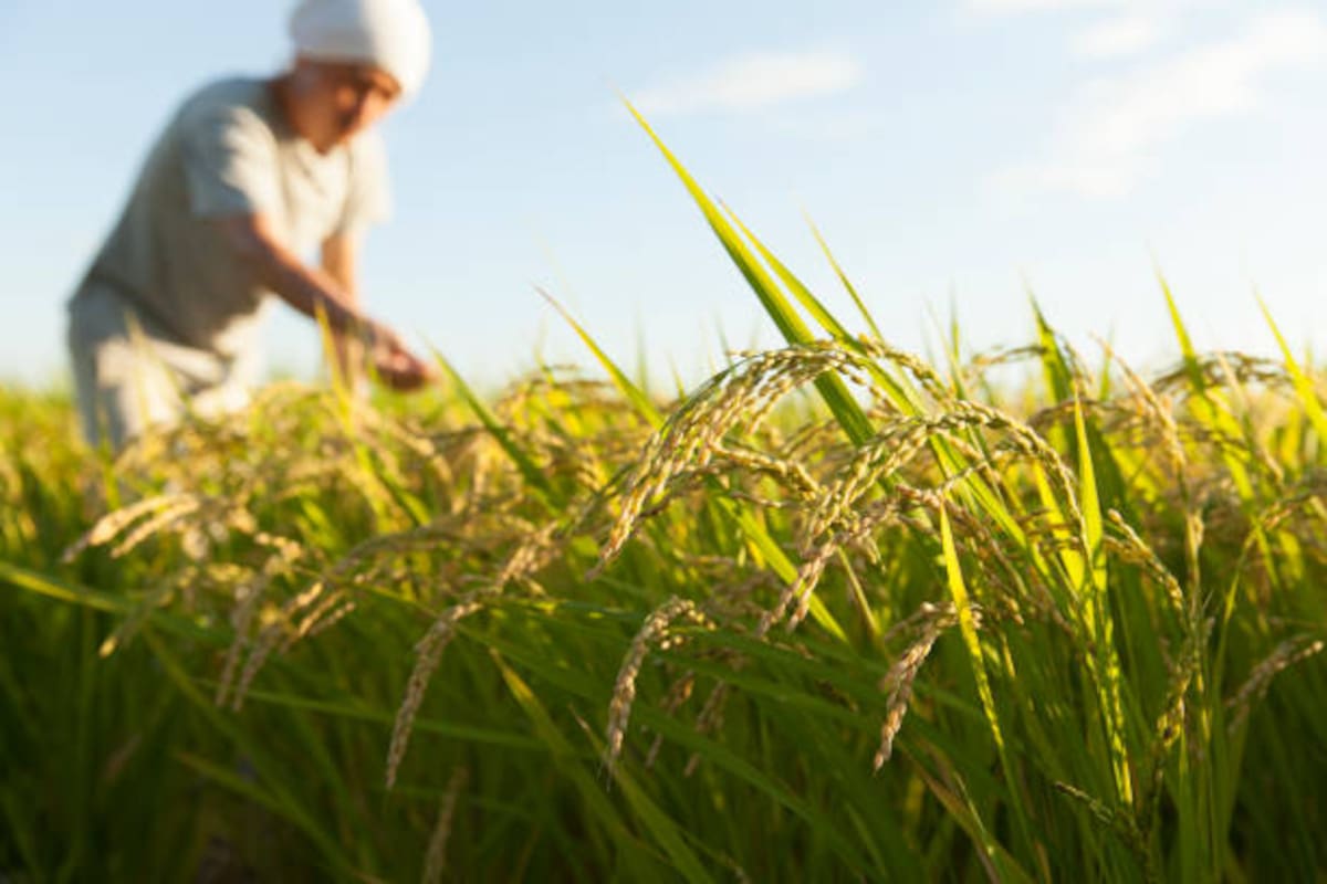 El cultivo de arroz es uno de los ejemplos en los que el monitoreo constante y las prácticas agronómicas oportunas ayudan a reducir riesgos sanitarios.