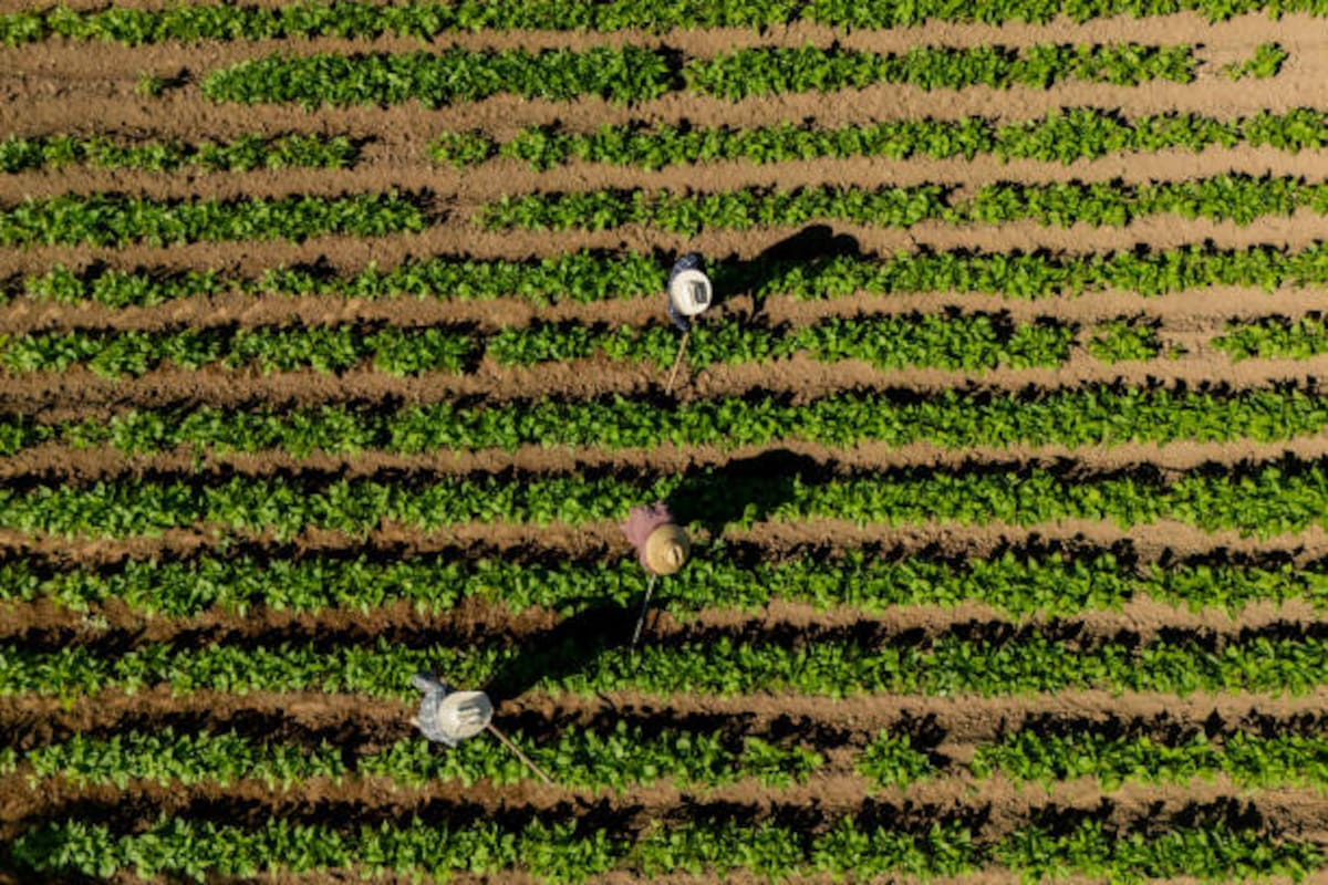 La prevención y el manejo oportuno de enfermedades son herramientas clave para proteger la rentabilidad y sostenibilidad del campo colombiano.
