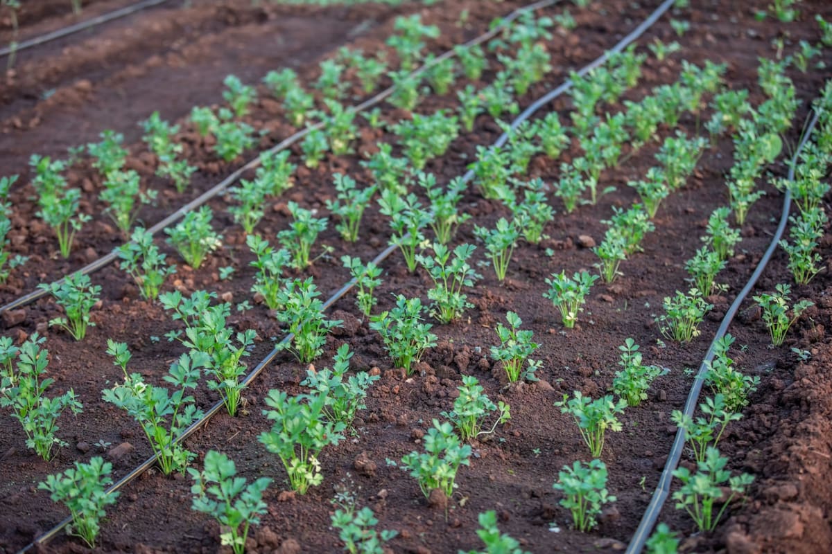 Los patógenos agrícolas representan una amenaza silenciosa que puede comprometer la calidad, productividad y comercialización de las cosechas.