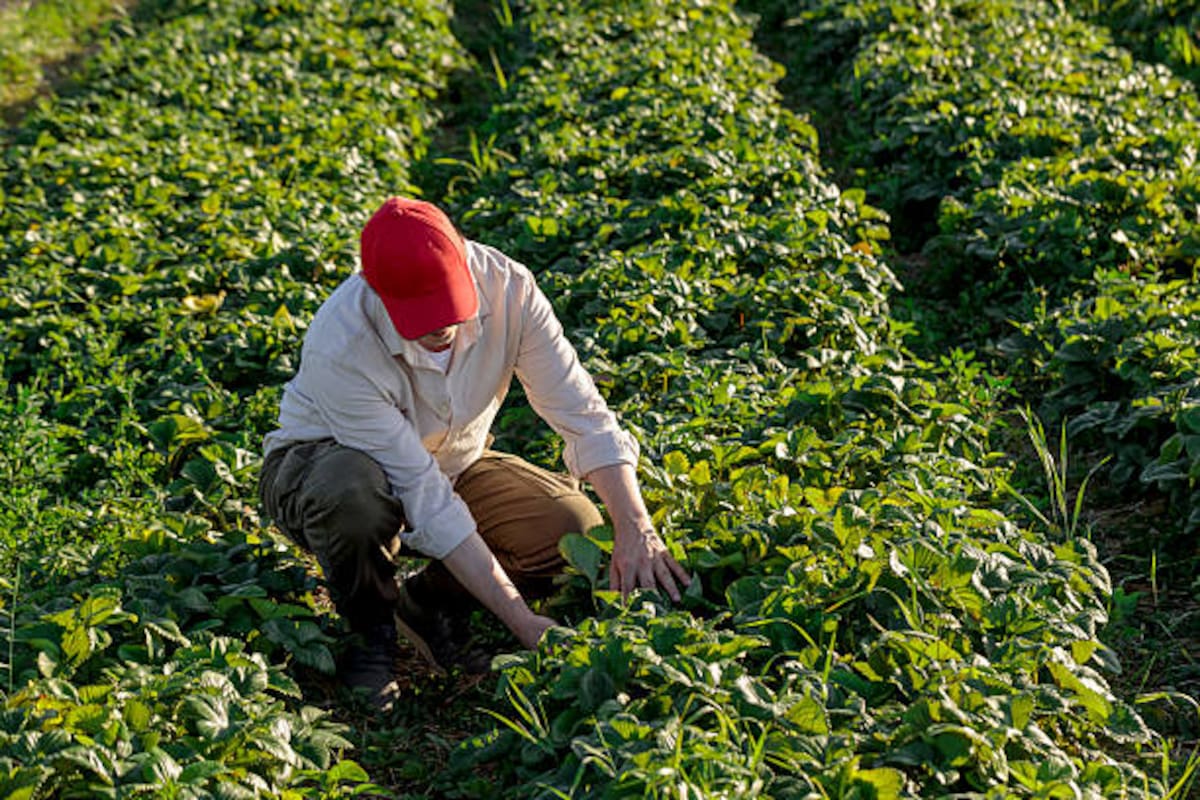 Una planta afectada puede perder vigor y productividad, disminuyendo el potencial de rendimiento de una cosecha.