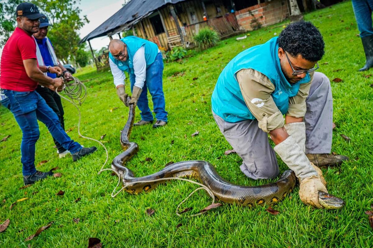 MET300. VILLAVICENCIO. (COLOMBIA), 30/10/2023.- Fotografía cedida por Cormacarena de una serpiente Anaconda de 4 metros de longitud que es inmovilizada por personal de Cormacarena, hoy en Villavicencio (Colombia). Una anaconda de cuatro metros fue rescatada este lunes cuando estaba atacando a un ternero recién nacido en una finca de la vereda San Lorenzo en el municipio de Castilla La Nueva, perteneciente al departamento del Meta, en el centro de Colombia. "Encontré la anaconda enrollada en el animal, ya lleva un año y medio comiéndose las gallinas, los gansos y se ha comido dos terneros, con el que la encontramos hubiera sido el tercero", afirmó el encargado de la finca donde fue encontrada la especie, que después decidió llamar a Cormacarena (autoridad ambiental) para no tener que matarla por los prejuicios que les estaba causando. EFE/ Cormacarena SOLO USO EDITORIAL/NO VENTAS/SOLO DISPONIBLE PARA ILUSTRAR LA NOTICIA QUE ACOMPAÑA/CRÉDITO OBLIGATORIO