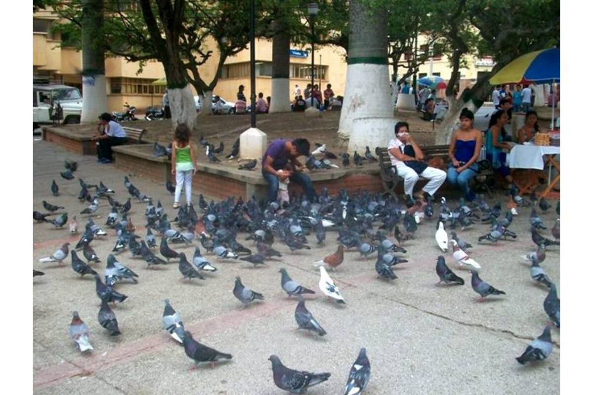 El sostenimiento de las palomas del parque de la Independencia del Socorro está garantizado y no hay problemas de falta del grano. (Foto: Luis Fernando Martínez Vargas/VANGUARDIA LIBERAL)