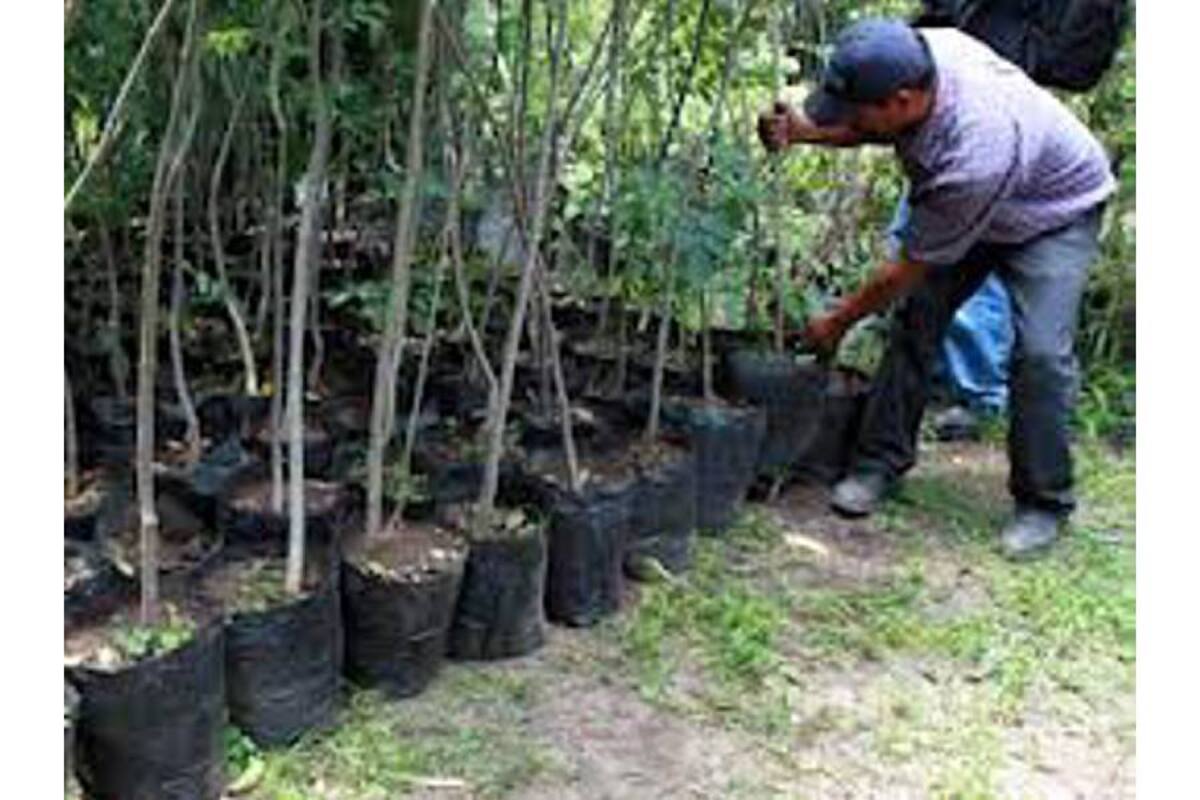 La directora de la CAS anunció recientemente que se iniciará una reforestación masiva en el municipio de El Peñón, con el fin de restablecer las áreas que han sido deforestadas por los mismos habitantes. Se espera la presentación del proyecto por parte del Alcalde de esta localidad de la provincia de Vélez. (Foto: Archivo/VANGUARDIA LIBERAL )