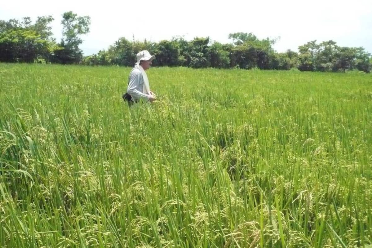 El vaneamiento de la espiga es una enfermedad que está azotando a los arroceros; ahora, se suma el carbón del grano. (Foto: Archivo/VANGUARDIA LIBERAL)