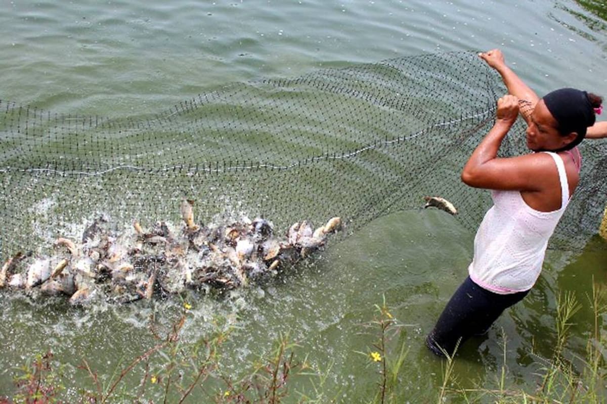Para salirle al paso a los altos índices de desempleo, las comunidades afro de Puerto Wilches desarrollan un proyecto acuícola alternativo. (Foto: Suministrada/VANGUARDIA LIBERAL)