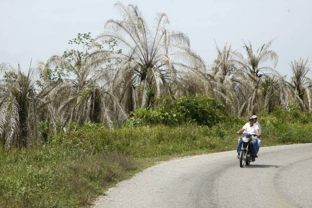 La PC afecta cerca del 15% del área palmera del país y de manera directa castiga el empleo en el campo con 7 mil vacantes. Los palmeros esperaban ansiosos estas acciones desde hace buen tiempo, pues la enfermedad es galopante en su cobertura. (Foto: Archivo/VANGUARDIA LIBERAL)