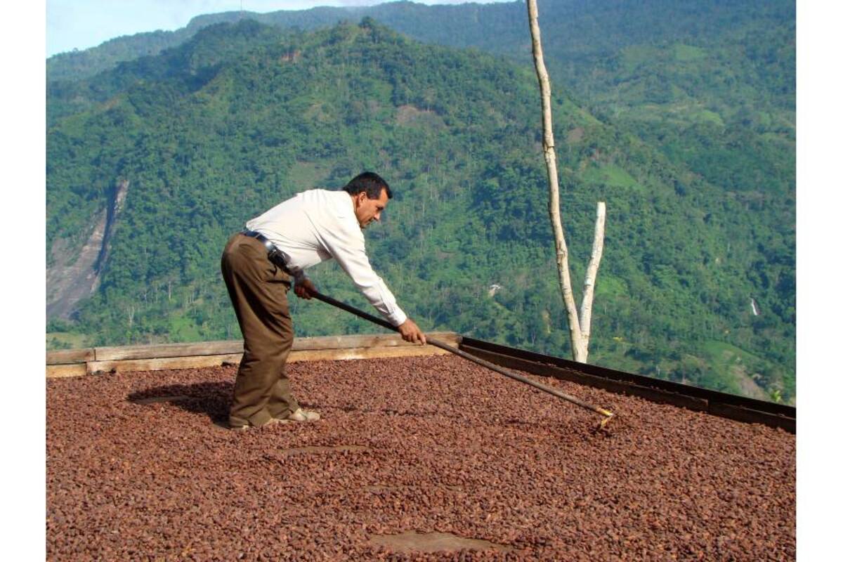 Los cacaoteros de Santander estiman que más del 80% de los cultivadores con créditos asociativos están pasando aprietos ante las dificultades financieras. (Foto: Archivo/VANGUARDIA LIBERAL)