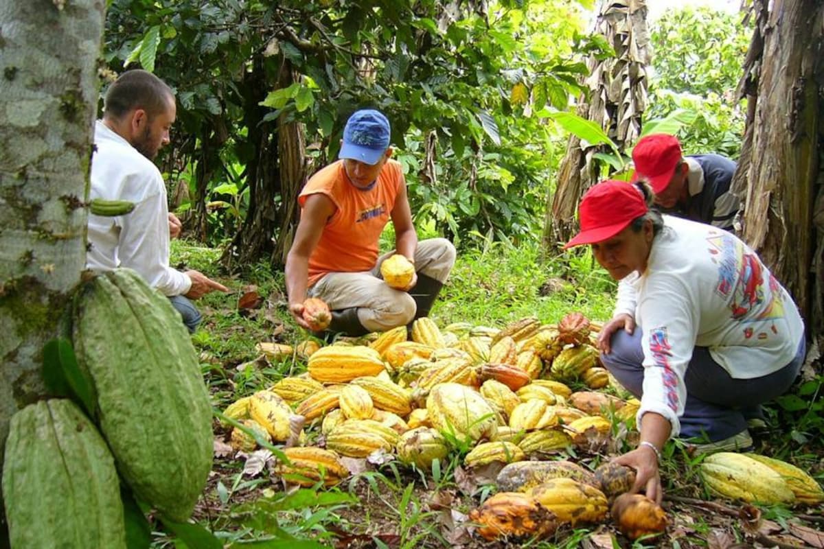 El asesor de la secreatría de Agricultura de Santander dijo que se han entregado incentivos económicos a los cultivadores de cacao. (Foto: Archivo/VANGUARDIA LIBERAL)