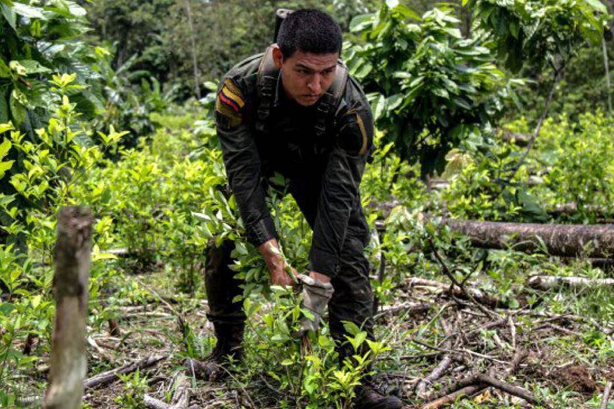 Nariño, con el 27%, y Norte de Santander, con el 26%, son los departamentos con mayor cantidad de hectáreas de cultivos ilícitos en Colombia, según reportes de la Fiscalía. (Foto: Colprensa /VANGUARDIA LIBERAL )