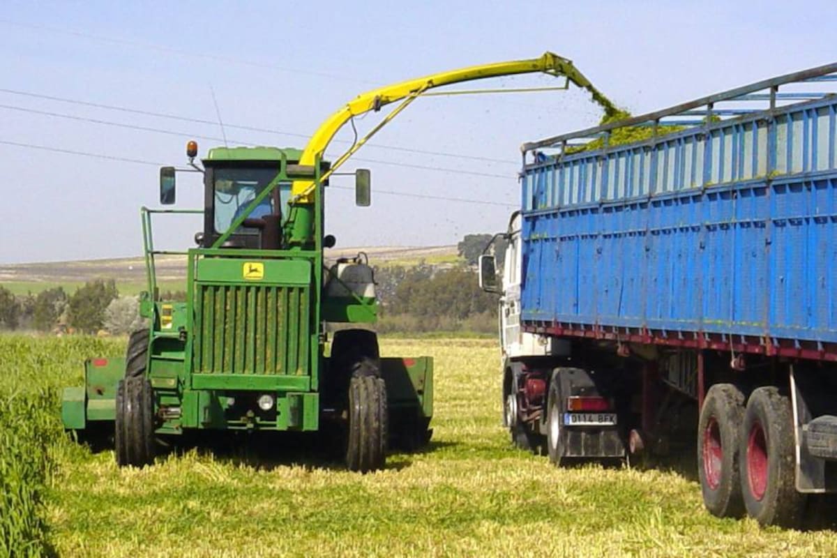 El silo de maíz es el alimento ideal para bovinos, práctica antiquísima en los países grandes productores de leche y carne. (Foto: Archivo/VANGUARDIA LIBERAL)