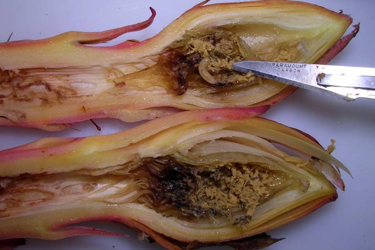 Para los expertos, fueron los viajeros los primeros diseminadores de esta plaga. Los daños que causan son muy fuertes al interior de la fruta. (Foto: Archivo/VANGUARDIA LIBERAL)
