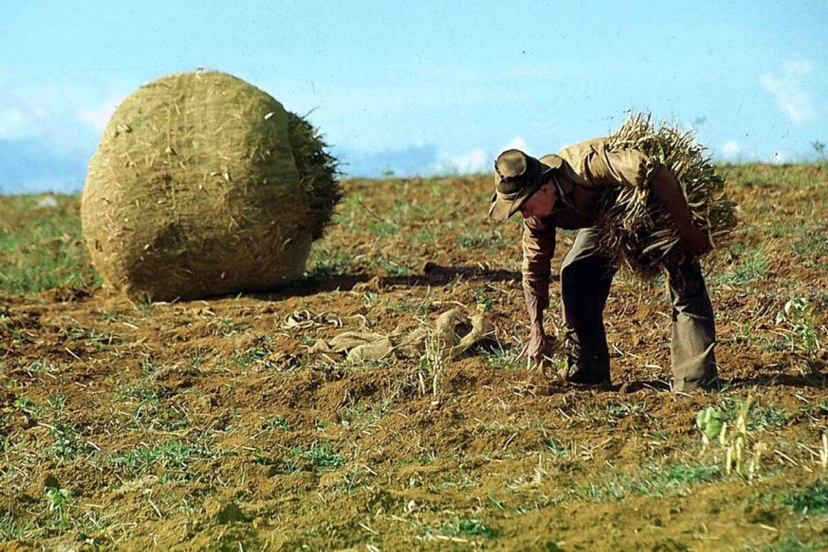Según Fenalce, el Gobiern o le regaló el mercado a México y EU. (Foto: Archivo/VANGUARDIA LIBERAL)