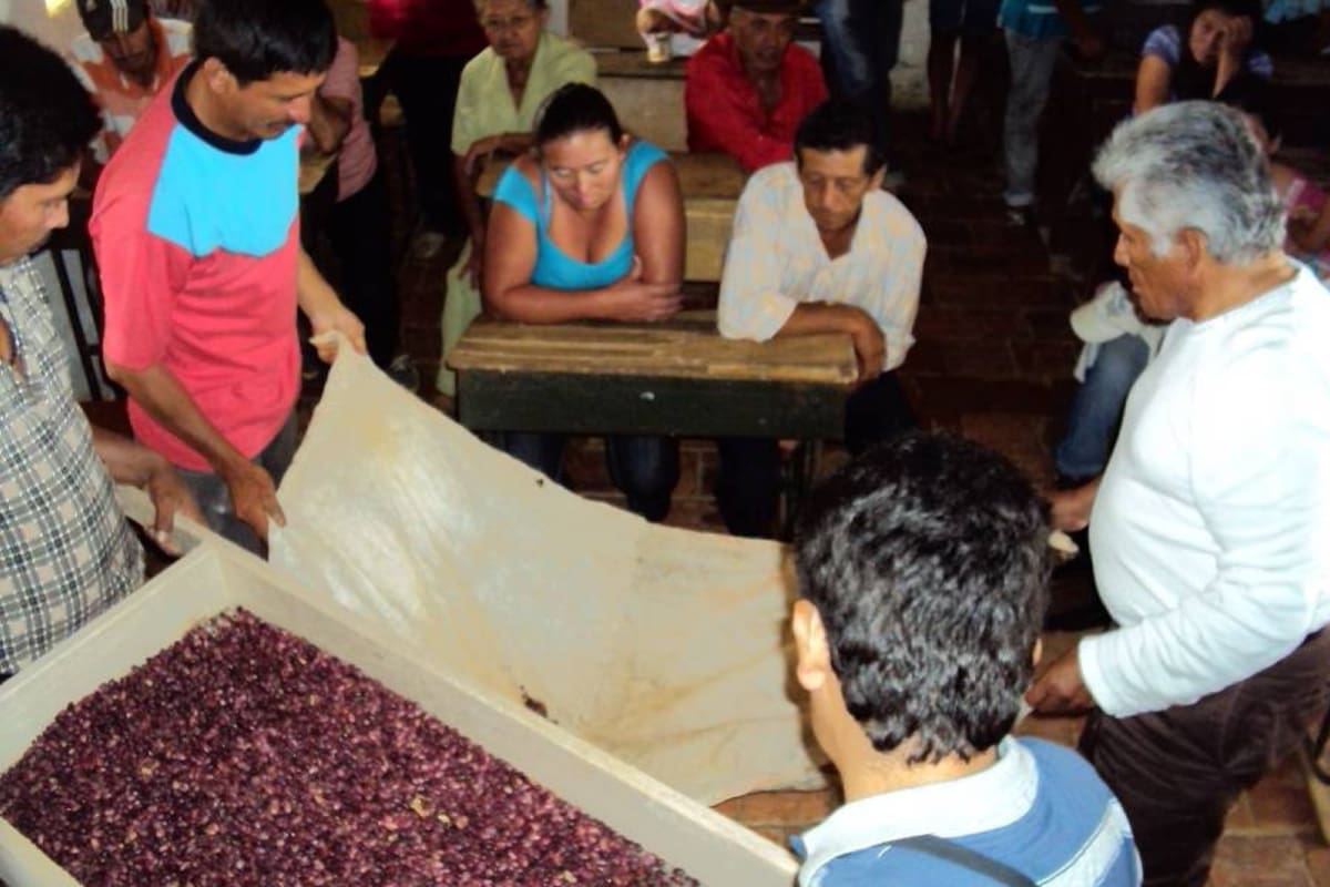 Los pequeños y medianos productores de Piedecuestas tendrán plazo hasta julio para inscribirse en el plan subsidiado de ATA (Foto: Archivo/ VANGUARDIA LIBERAL)